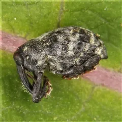 Rhyssomatus palmacollis thumbnail 1