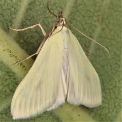Carrot Seed Moth thumbnail 3