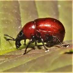Sumac Leafrolling Weevil thumbnail 1
