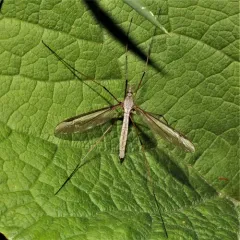 Marsh Crane Fly thumbnail 3