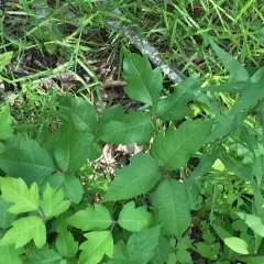 western poison ivy thumbnail 4