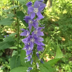 tall bellflower thumbnail 1