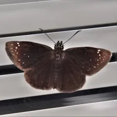 Common Sootywing thumbnail 3