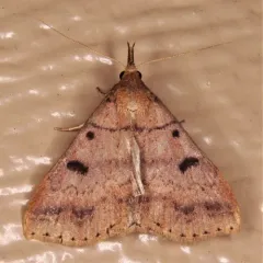 Chocolate Renia Moth thumbnail 2