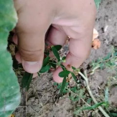 Canada frostweed thumbnail 2