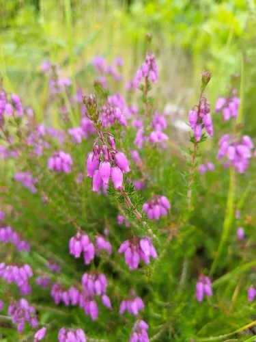 Bell Heather
