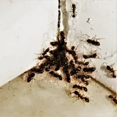 Immigrant Pavement Ant thumbnail 2