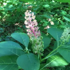 Indian Pokeweed thumbnail 4