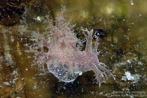 White-spotted Dendronotid