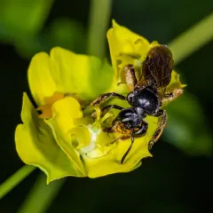 Bare Dogwood Miner thumbnail 2