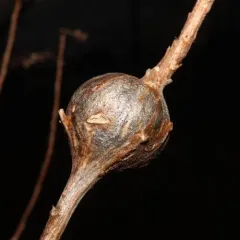 Goldenrod Gall Fly thumbnail 4