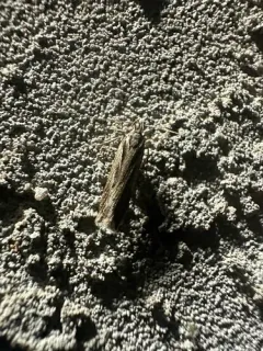 Prolita recens thumbnail 2