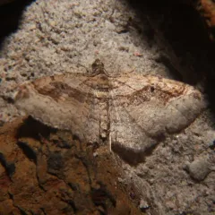 Bent-lined Carpet thumbnail 3