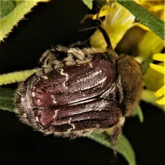 Dark Flower Scarab thumbnail 2