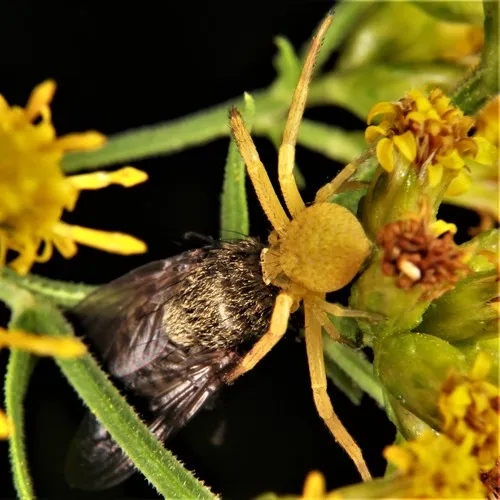 Northern Crab Spider