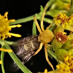Northern Crab Spider thumbnail 1