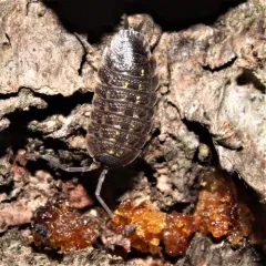 Brickwork Woodlouse thumbnail 3