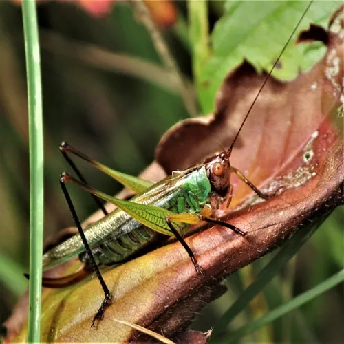 Black-legged Meadow Katydid