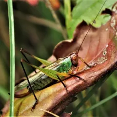 Black-legged Meadow Katydid thumbnail 1