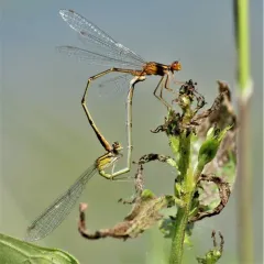 Orange Bluet thumbnail 2