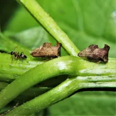 Keeled Treehopper thumbnail 2