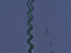 Arthrospira jenneri thumbnail 4