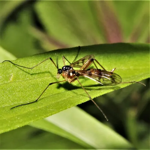 Ptychoptera quadrifasciata