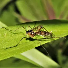 Ptychoptera quadrifasciata thumbnail 1