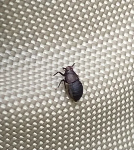 Pissonotus rubrilatus