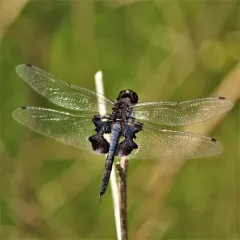 Black Saddlebags thumbnail 2