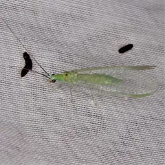 Black-horned Green Lacewing thumbnail 2