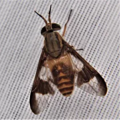 Chrysops celatus thumbnail 3