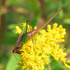 Long-tailed Meadow Katydid thumbnail 3