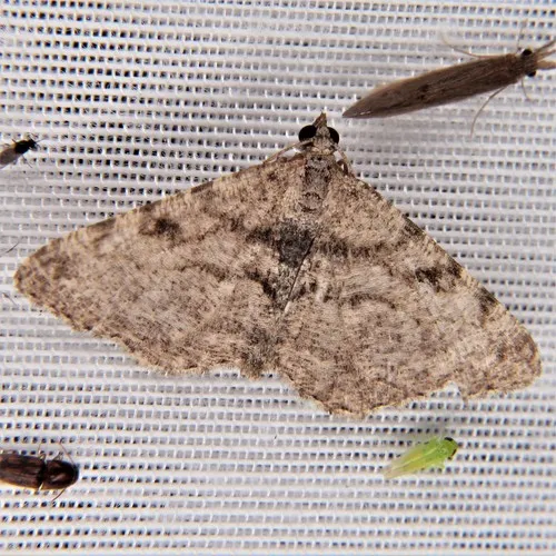 Hollow-spotted Angle