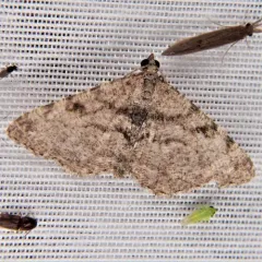 Hollow-spotted Angle thumbnail 1