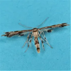 Grape Flower Plume Moth thumbnail 2