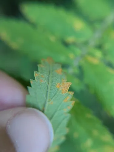 Agrimony Rust