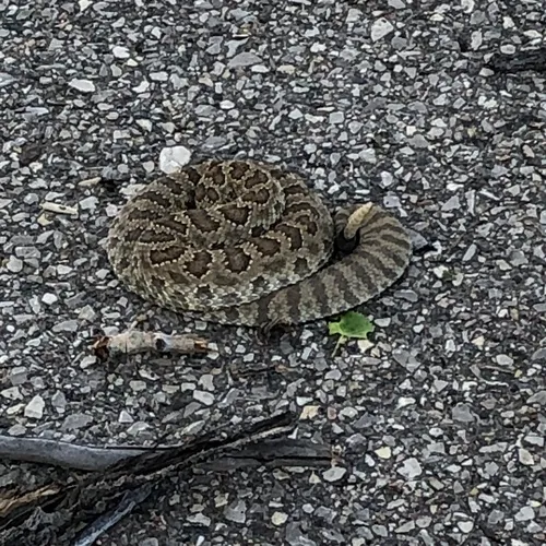 Prairie Rattlesnake