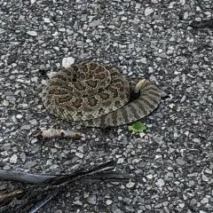 Prairie Rattlesnake thumbnail 1