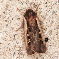 Western Bean Cutworm Moth thumbnail 2