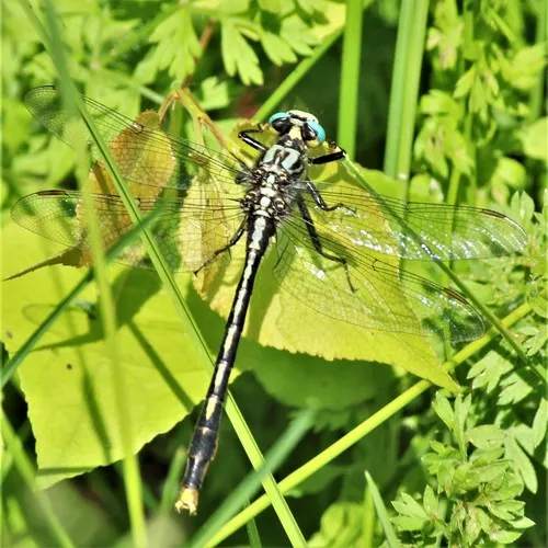 Lilypad Clubtail