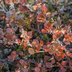 Dwarf Birch thumbnail 3