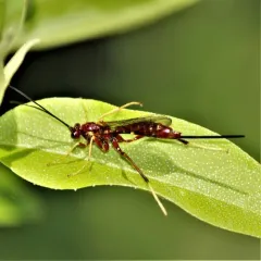 Coleocentrus rufus thumbnail 3