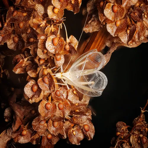 Western Tree Cricket