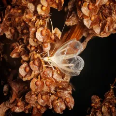 Western Tree Cricket thumbnail 1
