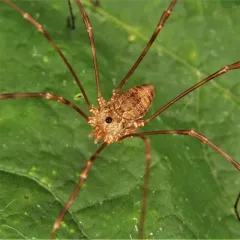 Leiobunum ventricosum thumbnail 2