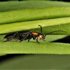 Wrinkled Soldier Beetle thumbnail 4