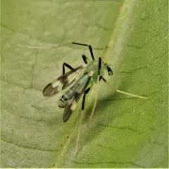 Stenochironomus hilaris thumbnail 3