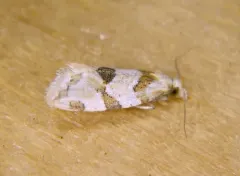 Razowski's Aethes Moth thumbnail 3