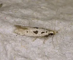 Black-spotted Twirler thumbnail 3